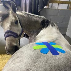 Karien du Toit Lutz Veterinary Physio