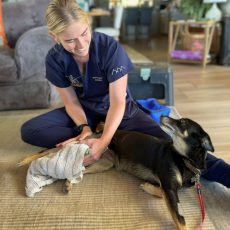 Karien du Toit Lutz Veterinary Physio