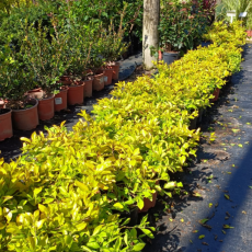 Body Fuel Express Paarl